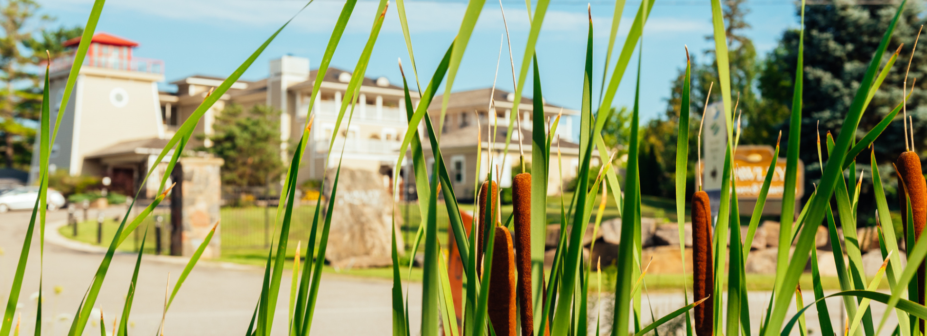 cat tails in front of Rawley Resort, Spa, and Marina