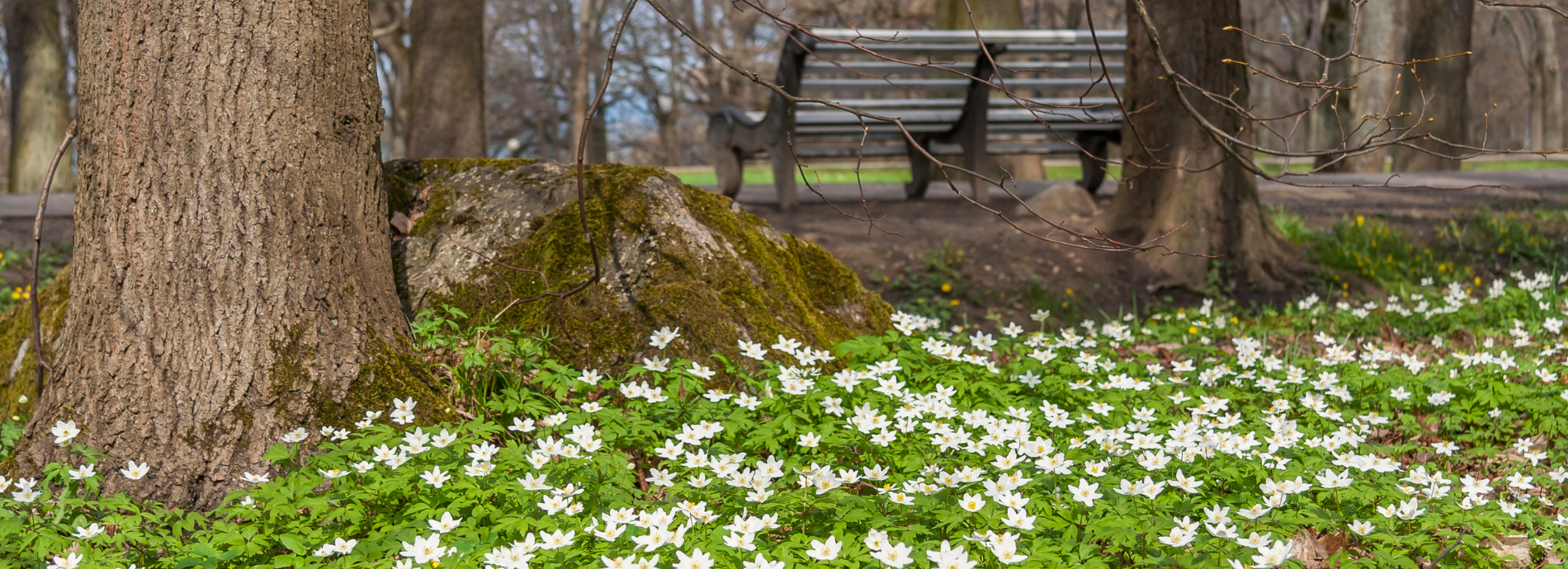 park bench in spring