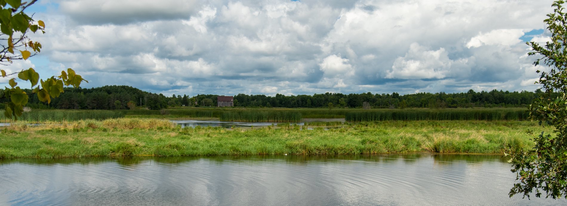 landscape view of a wetland